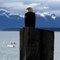 Americk� n�rodn� parky - Alja�ka: N�rodn� park Glacier Bay
