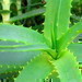 L��iv� ��inky aloe