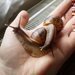 Africk� �nek - Achatina