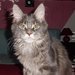 Mainsk� m�val� ko�ka (Maine Coon)
