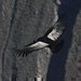 El Condor Pasa aneb leteck� den