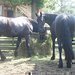 Fr�sk� k�� v brn�nsk� Zoo