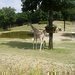 V brn�nsk� ZOO se narodila �irafka