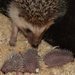 Do ZOO za vysv�d�en� zdarma