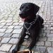 Jak tat��ek maloval aneb likvidace stop chlup�ka