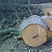 Jak p�ipravit d�evo na zimu?