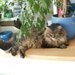 Zatoulan� kocour a darovan� ko�i�ky