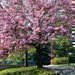 Jak se slav� hanami