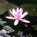 Botanick� zaj�mavosti v Zoo Ostrava: kvetouc� lekn�n v dubnu