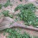 Vydejte se s n�mi do ��ny na �ajov� plant�e