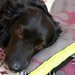 N�co m�lo o psech