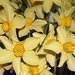 V�stavy Elegance, D�tsk� sen a Narcis na v�stavi�ti v�Lys� nad Labem