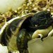 Prvn� ml�d� roku 2012 v Zoo Ohrada v Hlubok� nad Vltavou