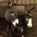 ZOO D���n: Prvn�m ml�d�tem roku je osel!