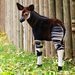 Mal� sami�ka okapi dostala jm�no Ebony