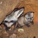 Nov� chovn� p�r ps� u�at�ch z kr�lov�dvorsk� ZOO vyvedl mlad�