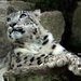 V�let do zoo