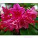 V ZOO Ostrava za�aly rozkv�tat rododendrony