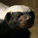 ZOO Praha p�edstavuje novou samici medojeda