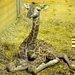 Dal�� �iraf� ml�d� v ZOO Praha!