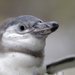 Pta�� den v ZOO Praha