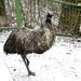 Zima v ZOO � lachtanovi zamrzl baz�n