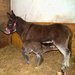 Oslice Rozinka porodila sv� prvn� ml�d�!