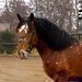 Zoopark vlastn� jednoho z nejlep��ch h�ebc� norika v �R